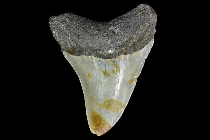 Bargain, Fossil Megalodon Tooth - North Carolina #129956